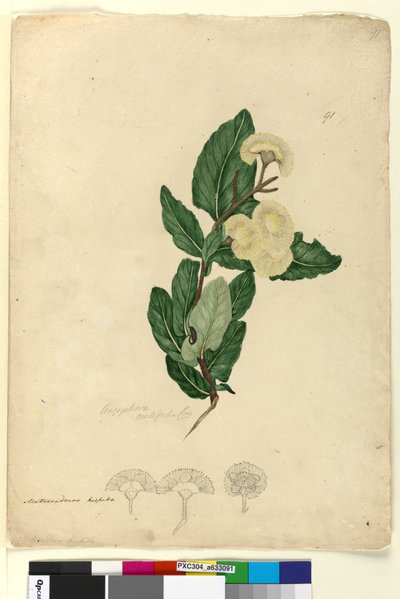 Page 91. Angophora cordifolia by John William Lewin